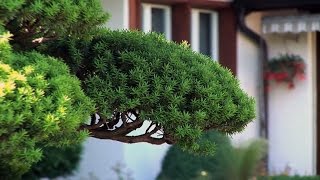 Gartenbonsai schneiden  Zeitpunkt Standort Pflege und Düngung [upl. by Aicirtap]