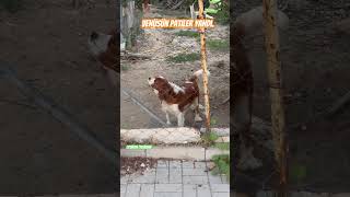 Venüsün🐶Patiler Yandı  dogvideo doglovers doglover dog dogshorts dogvideos cutedog cute [upl. by Bernardo]