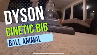 Dyson Cinetic Big Ball Animal  Allergy Upright Vacuum [upl. by Elimay]