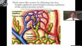 The Lymphatic System [upl. by Hannaoj]