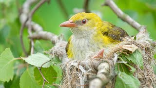 Wilga Pirol Eurasian GoldenOriole Иволга Oriolus gniazdo wilgi call song co jedzą wilgi [upl. by Gaw]