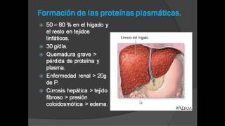 Metabolismo de las Proteínas [upl. by Sybil647]