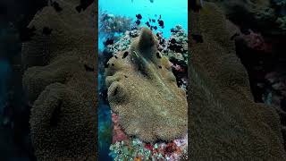 Udat Liberty Shipwreck Tulamben wreckdivebali balifundiving balidiving [upl. by Anastase]