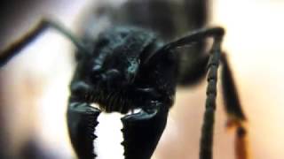 Holding a queen bullet ant Paraponera clavata macro footage [upl. by Drusilla]