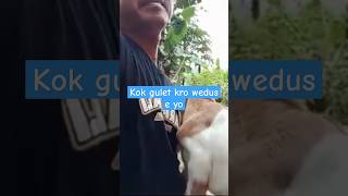 wedus jingkrak2 njaluk gendongkambing embek embek goats kids shorts [upl. by Oek]