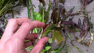 Planted Aquarium Tip Root growth on Aquarium Plants [upl. by Sigmund20]