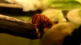 Macrography CaddisflyLarva  Makrofotografie Köcherfliegenlarve [upl. by Eberle]