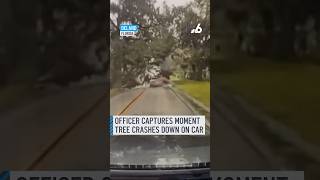 Police officer captures tree crashing down on car in Florida [upl. by Nicolina]