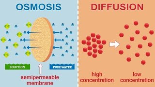 Osmosis and tonicityphysiology [upl. by Sneed46]