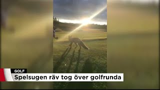 Räv kapade golfrunda  experten reder ut reglerna  Nyheterna TV4 [upl. by Ilrebmyk]