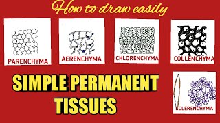 How to draw simple permanent tissues easily how to draw parenchyma collenchyma sclerenchyma [upl. by Kingdon]