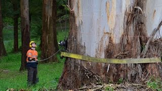 70 Metre Dead Mountain Ash Tree Removals [upl. by Ahsilahk]