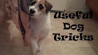 Useful Dog Tricks performed by Jesse Original Video [upl. by Kin571]