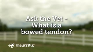 Ask the Vet  What is a bowed tendon [upl. by Bessie525]