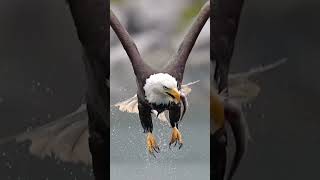 The Grip of Freedom The Eagle’s Legendary Catch warrior wildlifewarriors foryou eaglevsfox [upl. by Ynos]