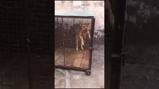 Rubicon  apbt viralvideo pitbull apbtlife doglover [upl. by Hairu321]