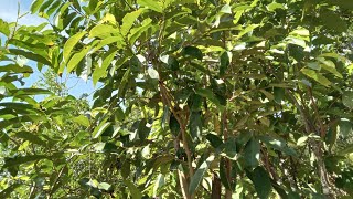 Things you need to know about the Soursop in rural Jamaica 🇯🇲 [upl. by Enrika16]