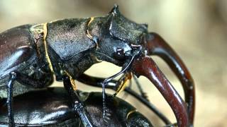 Lucanus cervus mating [upl. by Curtice]