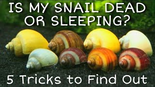 Is My Snail Dead Alive or Resting Mystery Snails Nerites Ramshorn Snails  More Care amp FAQs [upl. by Aihsar214]