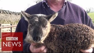 What do you get when you cross sheep amp goat  BBC News [upl. by Elimay659]