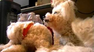 BICHONS FRISES UNE VIE DE CHIEN [upl. by Anihc]