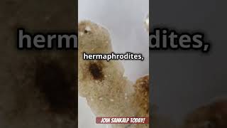 Phylum Platyhelminthes flatworm neet viralshorts viralvideo neet2025 [upl. by Aihsemot]