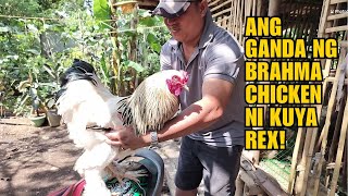 ANG GANDA NG BRAHMA CHICKEN NI KUYA REX [upl. by Nilorac]