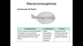 Somatosensación quotClase Sensopercepción 28 [upl. by Demmahum129]