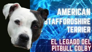 🧬American Staffordshire Terrier AMSTAFF Su Historia [upl. by Betthezul]