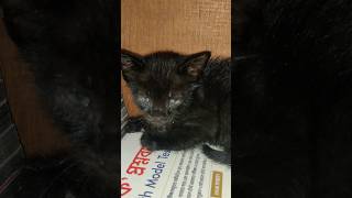 Lost Kitten Cries for Her Mom  Heartbreaking Moment Caught on Camera catlover shorts foryou [upl. by Ylrac]