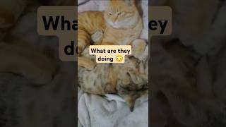 Orange cat and Grey kitten sometimes behave like Tom and Jerry mammalogy cats Bulan [upl. by Hayyikaz]