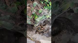 pterinochilus chordatus tarantula arachnid animals exotic animals spider venom venomous [upl. by Groveman244]