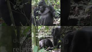 Amazing Gorillas A Glimpse into the Lives of These Majestic Creatures 🦍🌿🌍 [upl. by Dyer]