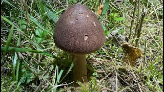 Tricholoma imbricatum October 23 2024 [upl. by Bertrando]