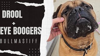 BULLMASTIFF in all his glory Drool and Eye Boogers [upl. by Busey]