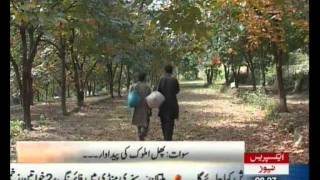 AMLOK Persimmon in swat valley pakistan Sherin Zada Express News Swatflv [upl. by Arahahs622]