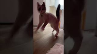 Funny animal videos 2024🤣 Funny cat videos and dogs  Funny videos 92 shorts cats dogs [upl. by Moreland]