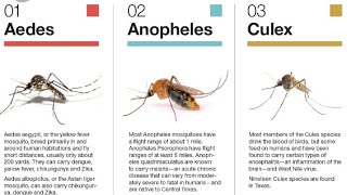 Difference bw life cycle of anopheles culex and aedes mosquito [upl. by Yasui]