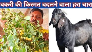 बकरी की किस्मत बदलने वाला हरा चारा  Goat ke liye hara chara  Bakri ke liye hara chara greenfodder [upl. by Merril]