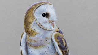 Pastel speedpaint quotBarn owlquot  Рисуем пастелью quotСипухаquot [upl. by Liartnod258]