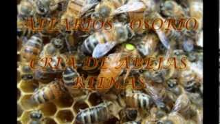 CRIA DE ABEJAS REINAS apiarios osorio [upl. by Aitnecserc596]