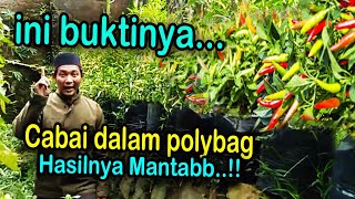 Menanam cabai dengan polybag berbuah lebat [upl. by Amihsat916]