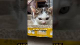 euphoria plant 🌿 for cats catnip kitten funny [upl. by Lavery138]