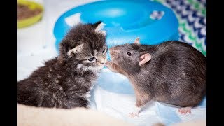 Brooklyn Cat Cafe Employs Rats To Care For Kittens  CUTE AS FLUFF [upl. by Vories]