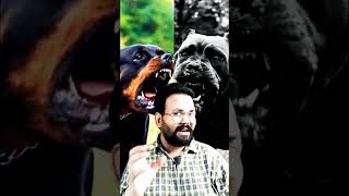 Cane Corso vs Rottweiler Full Comparison  🔥🔥 [upl. by Yarvis625]