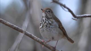 Hermit Thrush Song [upl. by Zoldi]