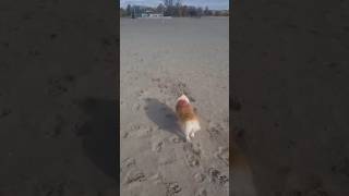 Off Leash at the Beach [upl. by Abramo]