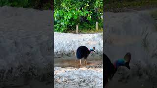 World’s most dangerous bird UP CLOSE Cassowaries at Etty Bay shorts [upl. by Nyasuh814]