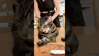 Insulin time 😻 Managing Feline Diabetes 💉🐾 felinediabetes diabetes [upl. by Uzzial]