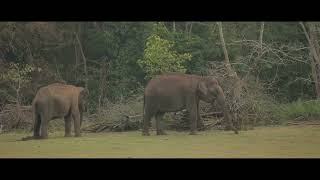 Boat Safari 2  Evolve Back Kuruba Safari Lodge Kabini India [upl. by Sosthena262]